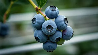 Mastering Hydroponic Blueberries: Soil-Free Cultivation for Bountiful Harvests