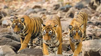 More Than 5,000 Households Gain Protection as Nepal's Tigers Increase