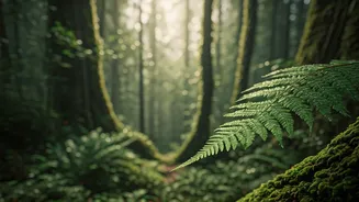 Rainy Forest Vacations Are Booming