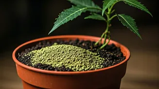 Protect Houseplants From Monsoon Pests Using Organic Powdered Neem Cake