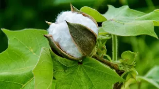 Punjab Crop Diversification: Where Cotton Diversification and Paddy Dependence Meet