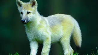 Growing Wolf Numbers Turn Remote European Regions into Tourism Draws