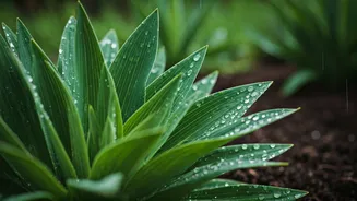 These Monsoon Watering Tips Actually Work