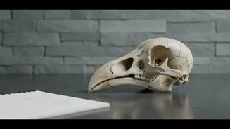 Putting a More Capable Dodo in Context with New CT Scans of Rare Dodo Skulls