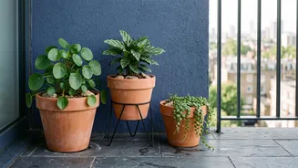 How To Prevent Root Rot In Apartment Balcony Plants Using Easy Drainage And Water Hacks