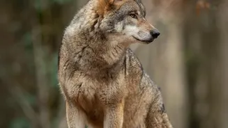 A Decade of Wolf Growth Is Reshaping European Wildlife Holidays