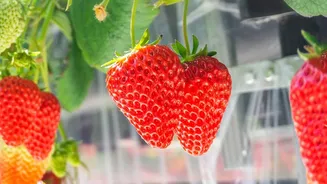 Indian Strawberry Breeding and Climate-Ready Horticulture: The Full Context
