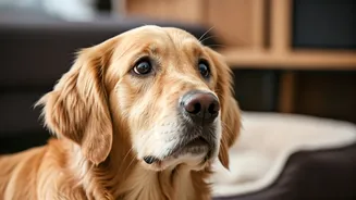Doggy Distress: 6 Subtle Signs of Canine Anxiety