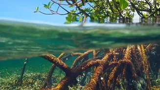 The New Ocean Iron Study Puts New Attention On Ecosystem Risks