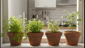 Windowsill herb garden project brings 4 aromatic greens into urban Indian kitchen spaces