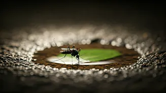 Don't Let Standing Water Become A Health Risk