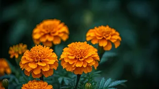 Marigolds Repel Pests And Still Look Stunning