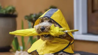 Why Early Monsoon Preparation Is Crucial For Dogs With Heavy Thunderstorm Anxiety