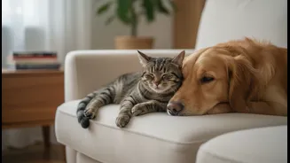 The Next Questions around Dog and Cat Interactions Go Beyond Momentary Pet Contact, Not Simple Ownership