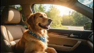 Pet-Friendly Road Trips Work Better With Practice Drives Before Long Routes