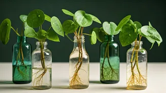 Propagating Classic Money Vine Variations Tucked Inside Tinted Bottles