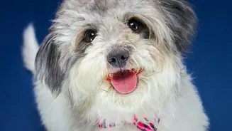 Monsoon Health Checklist For Pets: Grooming, Hygiene And Tick Prevention Tips