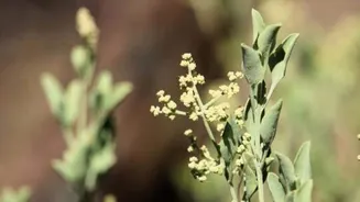 What is saltbush? Why it is used in skincare