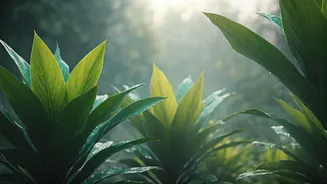 Why June Is Ultimate Month For Kerala Monsoon Travel