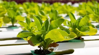 Soundwave Powered Crop Protection Helps Urban Farmers Grow Chemical Free Food