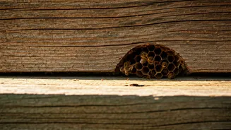 Unveiling Hidden Honey Bee Nests: Signs, Locations, and What to Do