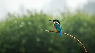 Birdwatching Makes Delhi Weekends Feel More Peaceful
