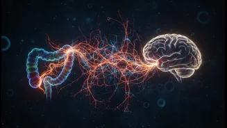 Gut-Brain Pathways And Hunger Neurons Could Change Nutrition Research And dietary Advice