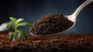 How to use coffee grounds for plant growth