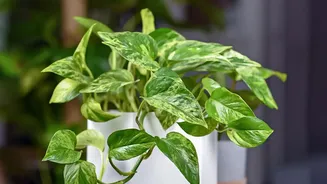 Indian Indoor Gardens Are Getting More Strategic As Space Shrinks And Plant Choices Become More Selective