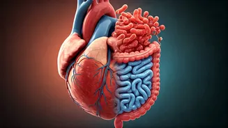 Walking After Meals Could Support Heart And Gut Health