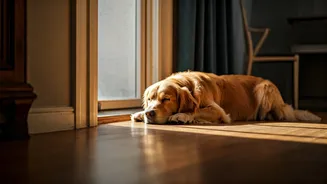 Why Your Dog Sleeps Near Doors: Unraveling Canine Comfort Zones