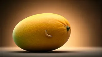 Worm-Infested Mangoes Put Summer Juices On Alert
