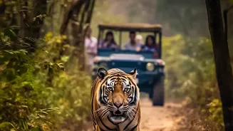 Nepal's Tiger Population Expands as Community Measures Reduce Conflict Risk