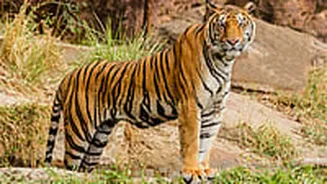 MP News: 5-Year-Old Tigress Dies In Territorial Fight In Bandhavgarh Tiger Reserve