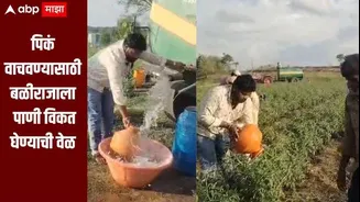पावसानं मारली दडी, पिकं वाचवण्यासाठी बळीराजाला पाणी विकत घेण्याची वेळ, लातूर जिल्ह्यातील शेतकऱ्याचा संघर्ष