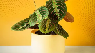 Researchers Say Ventilation Still Matters More Than Indoor Plants