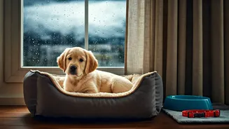 Keep Pets Safe During India's Wet Season