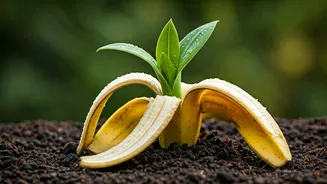 Plant Care Tips Use Crushed Banana Peels Potassium