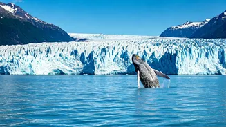 Glacier Bay National Park: Alaska's Untamed Wilderness of Whales and Wonders