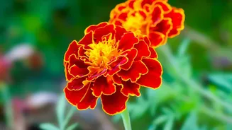 Plants That Flourish In October How Marigolds And Chrysanthemums Brighten Indian Autumn