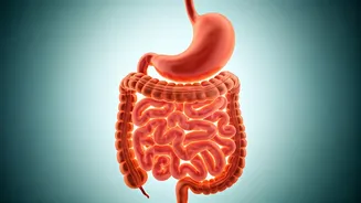 Yoga Poses for Digestion: Find Relief Naturally