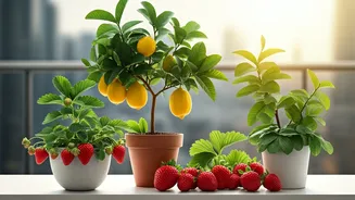 Balcony Bounty: Your Guide to Growing Delicious Fruits in Small Spaces!
