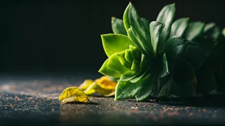 Low Light Can Make Leaves Drop Faster