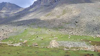 Hailstorm Damages 2,000 Apple Orchards in India
