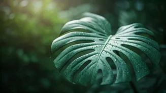 The Rainy Season Loves Minimalist Beauty