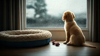 Don't Let The Rain Disrupt Your Pet's Routine