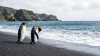 Kerguelen Penguin: Marks The First New Penguin Species In Over A Century