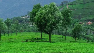 Assam's Green Valleys And Tea Estates Shine During The Monsoon Months