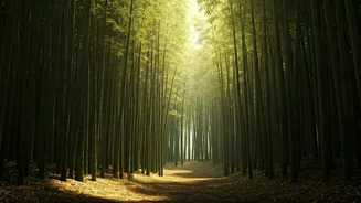 Central India Bamboo Forests Host Most Intimate Honeymoons Ever