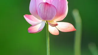 Lotus Cultivation Helps One Farmer Reduce Dependence on Paddy Labour